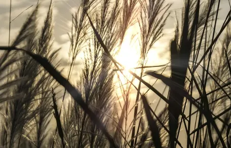 windroy