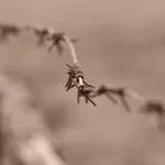 Survivor Prison Escape